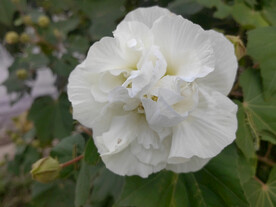 白色芙蓉花