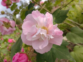 粉色芙蓉花