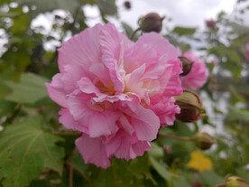 木芙蓉花
