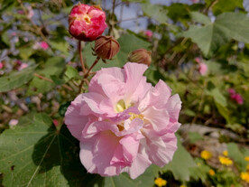 木芙蓉花蕾