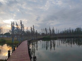 湿地湖面木桥