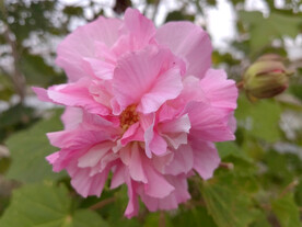 粉色芙蓉花