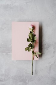 玫瑰花