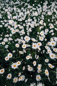 小雏菊