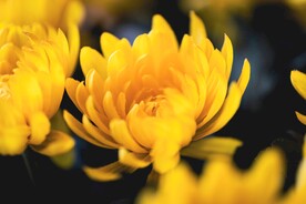 菊花