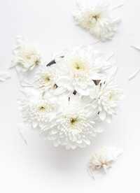 白色 菊花