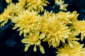 黄色的菊花