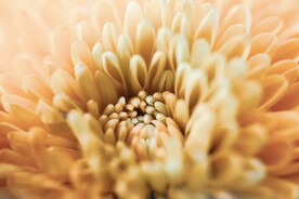 菊花特写