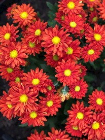 红色的花