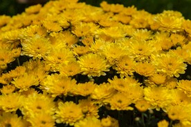 黄色菊花