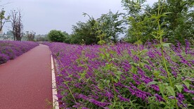 鼠尾草