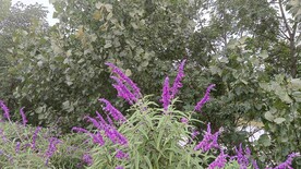 鼠尾草