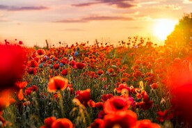 花海间的夕阳