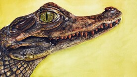 鳄鱼插画
