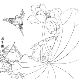 荷花线描