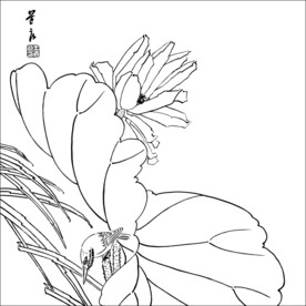 荷花线描