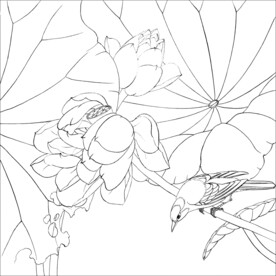 荷花线描