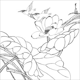 荷花线描