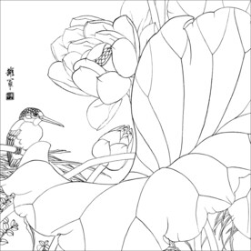 荷花线描