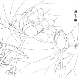 荷花线描
