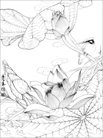 荷花线描