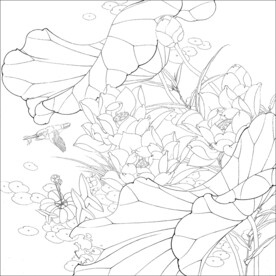 荷花线描