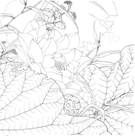 荷花线描
