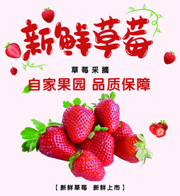 草莓