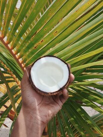 椰子