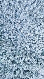 森林雪景