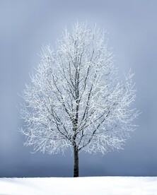 雪景