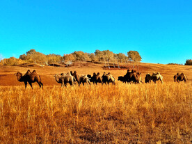 内蒙乌兰布统草原
