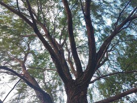 柳树剪影