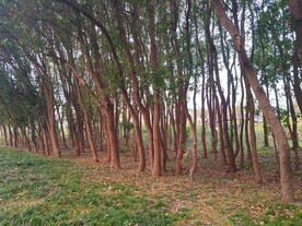 小树林