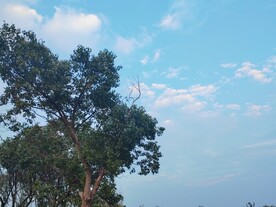 蓝天下的樟树