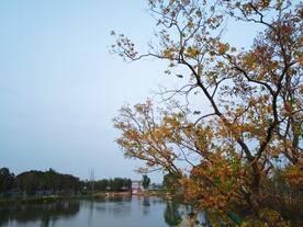 秋天湖边树木