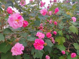 木芙蓉