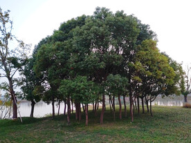 湖边树林