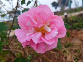 一朵芙蓉花
