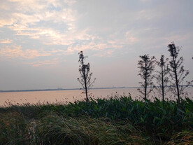 湖边杉树
