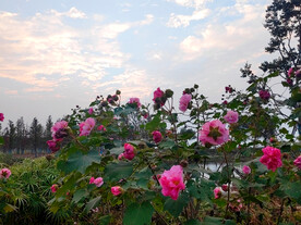 木芙蓉花