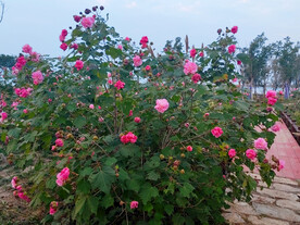 芙蓉花
