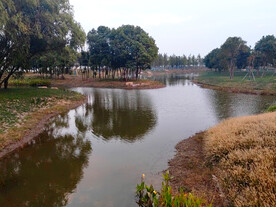 湿地湖边小树林