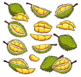 榴莲插画