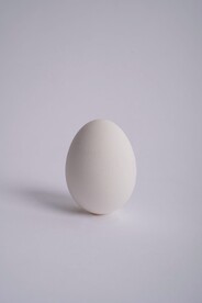 蛋
