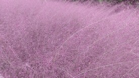 粉黛乱子草