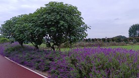 木芙蓉