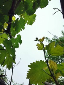 葡萄枝芽