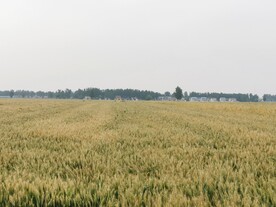 麦田