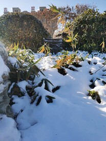 雪地